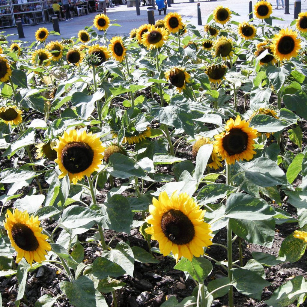 10369059_485399128260672_1919856229102322453_o