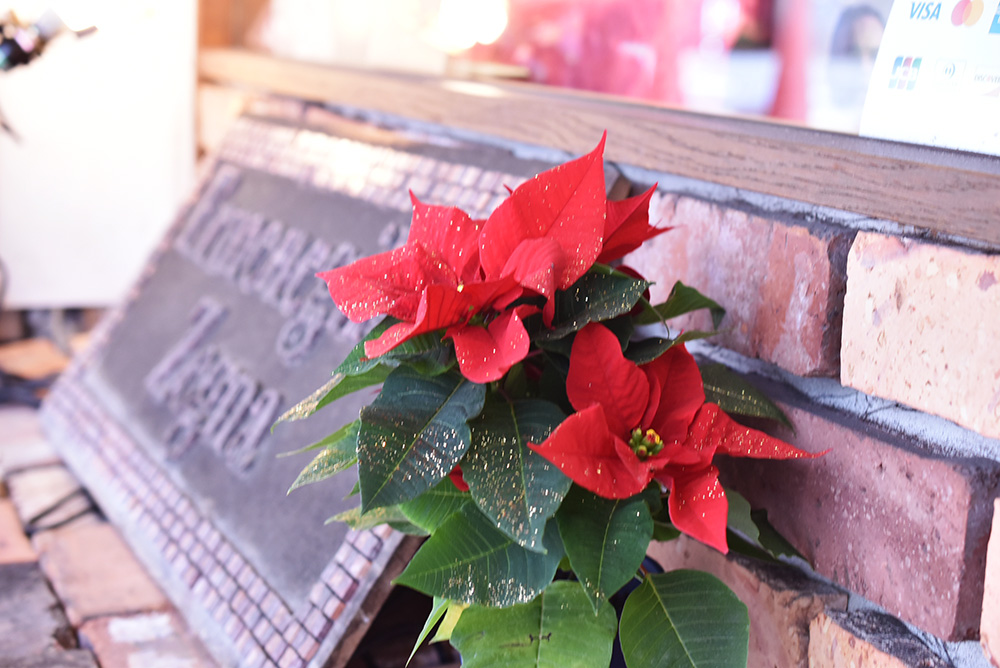 テーラーダンディ大阪のウィンドウ　ポインセチア